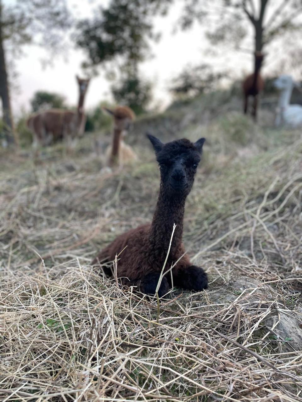 Mooie lieve alpaca ruin