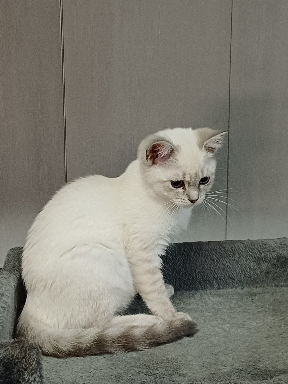 Super leuke Britskorthaar x Ragdoll kittens beschikbaar POESJES
