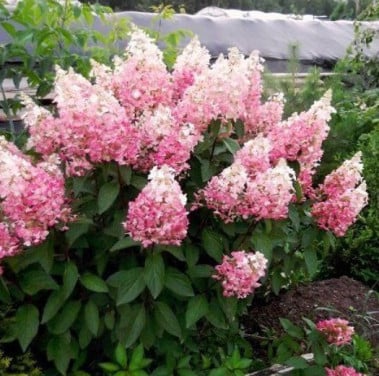 Pluimhortensia Pinky Winky