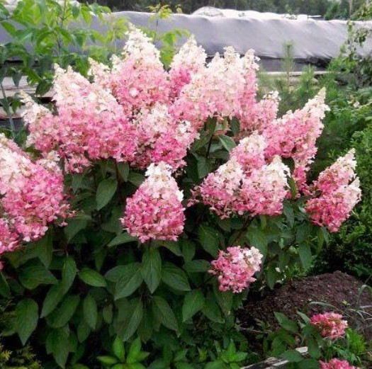 Pluimhortensia Pinky Winky