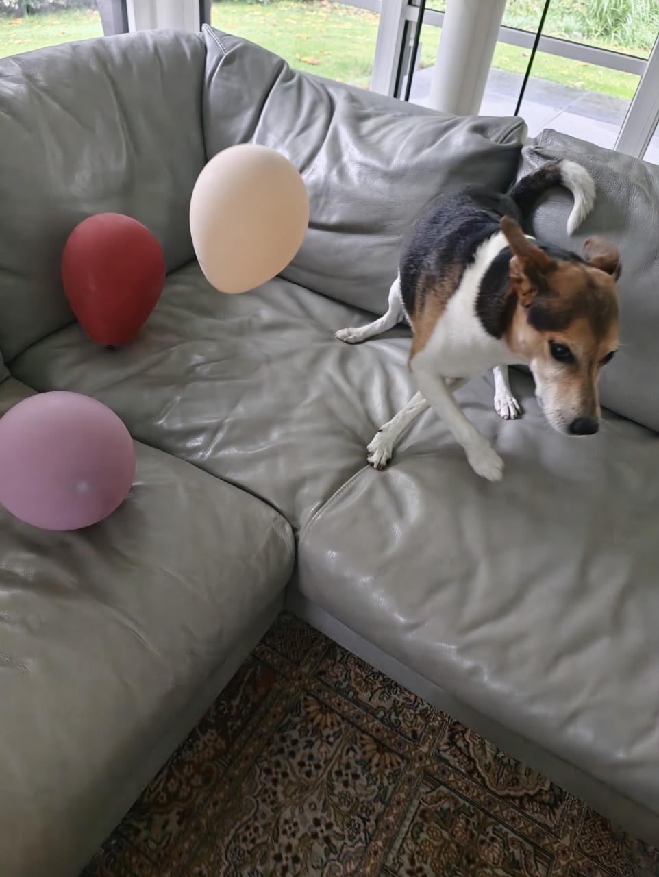 Last minute: hond- en huisoppasser gezocht Schuddebeurs: 23/9 tm 14/10