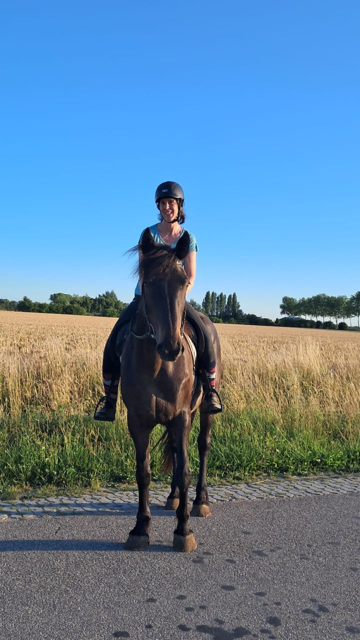 Irish Sport Horse te koop