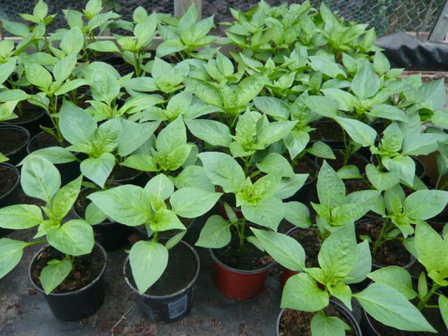 TOMATEN ,PAPRIKA, PEPER EN SNACK KOMMER PLANTEN