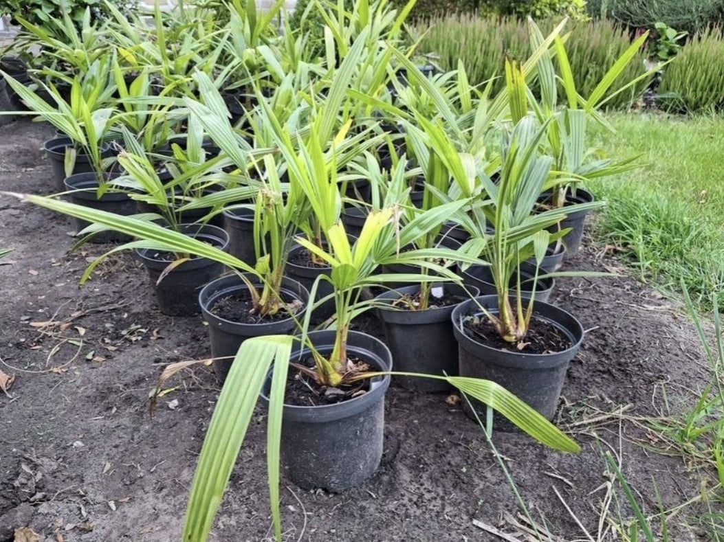Origineel kadootje | palmboompjes 10euro per stuk.