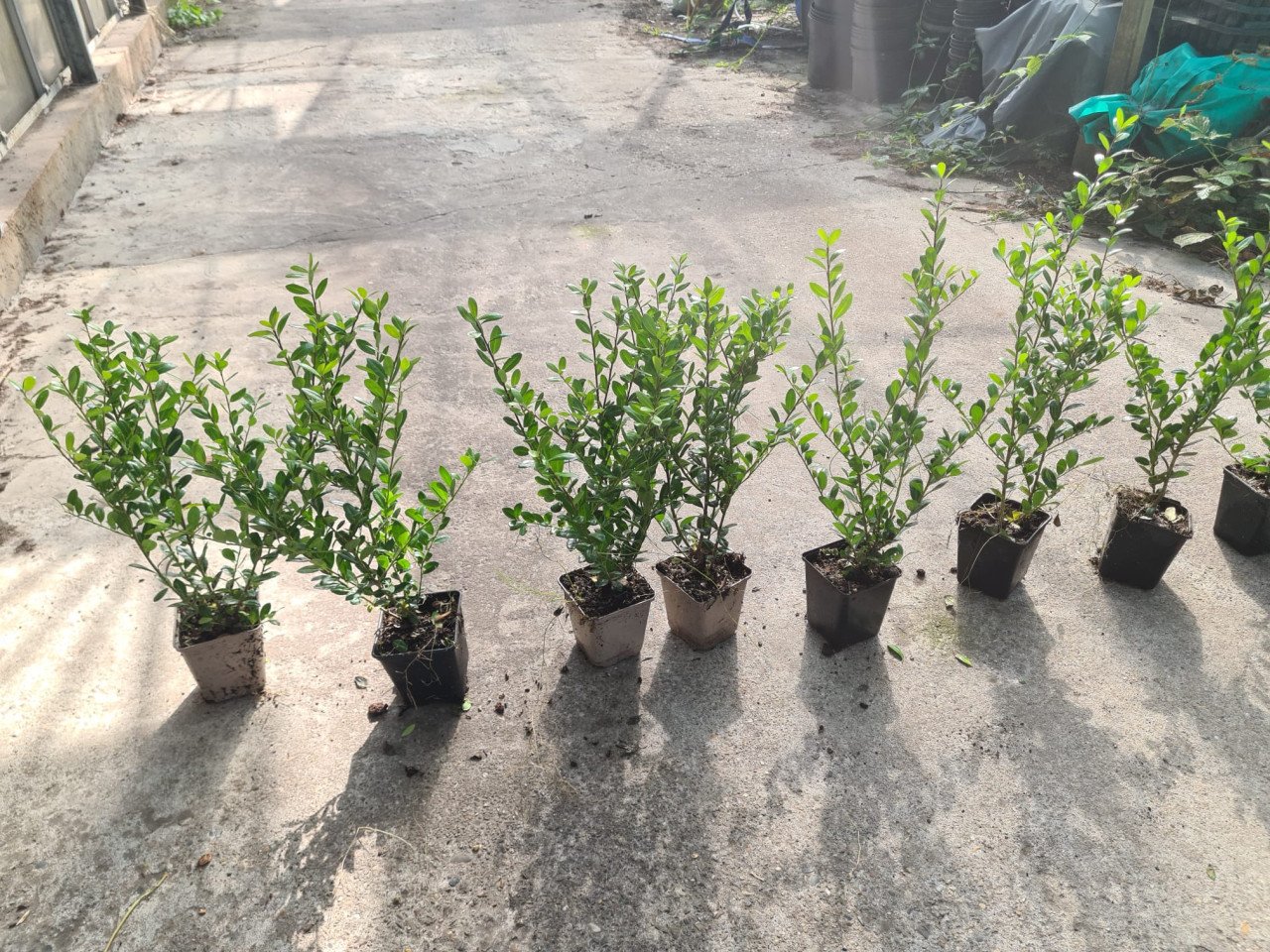 Ilex Caroline Upright - Ideale buxusvervanger