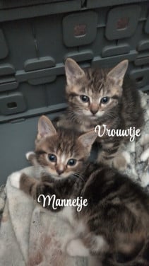 Leuke kittens zoeken een goud mandje