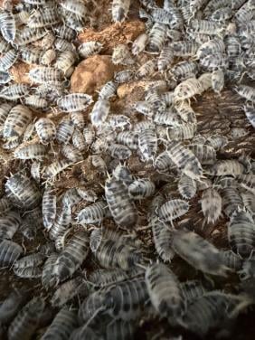 Isopods dairy cows