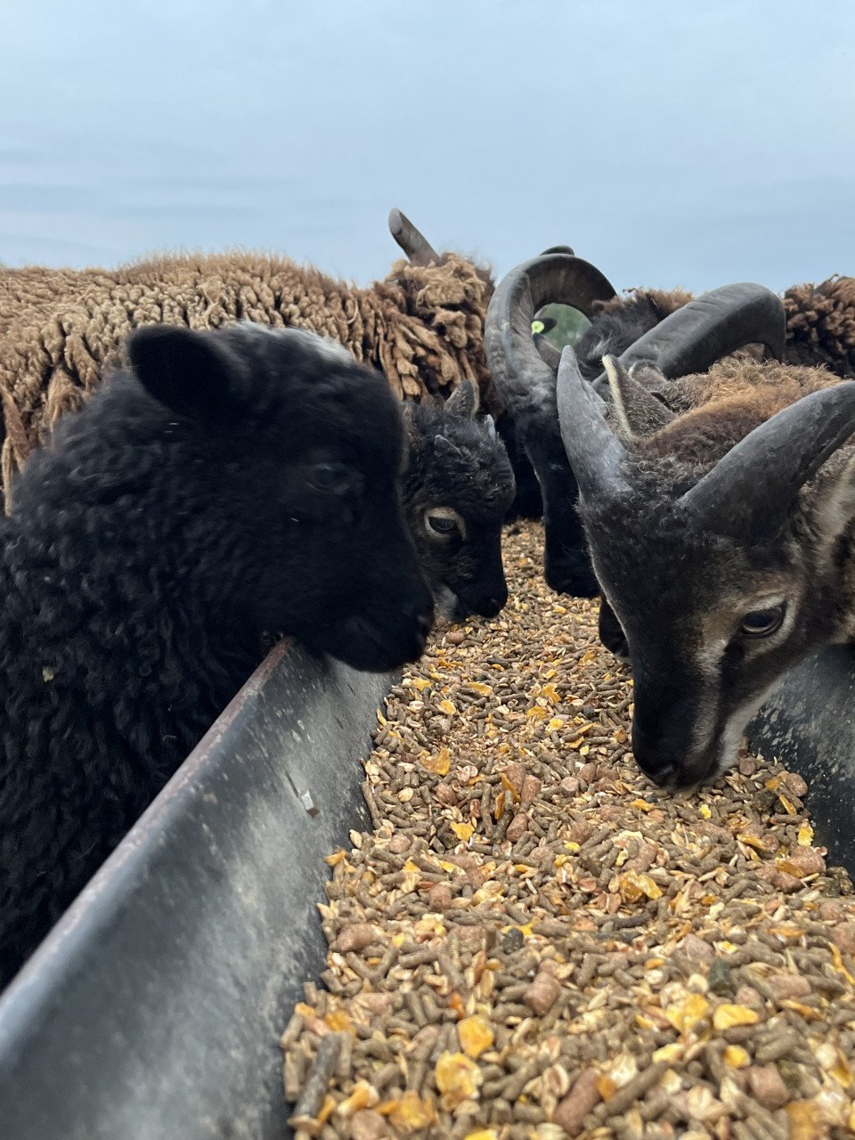 Soay Schapen - ooi / ram lammetjes
