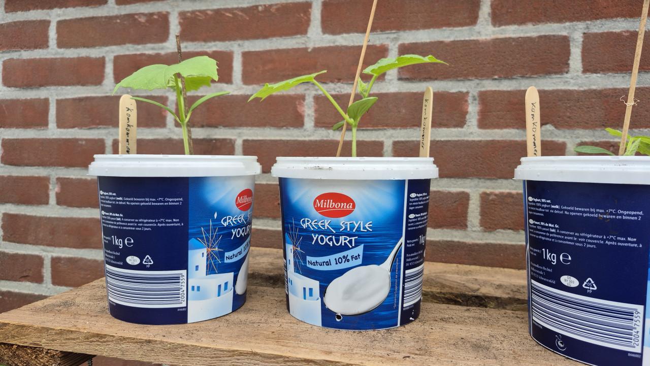 2 komkommer plantjes