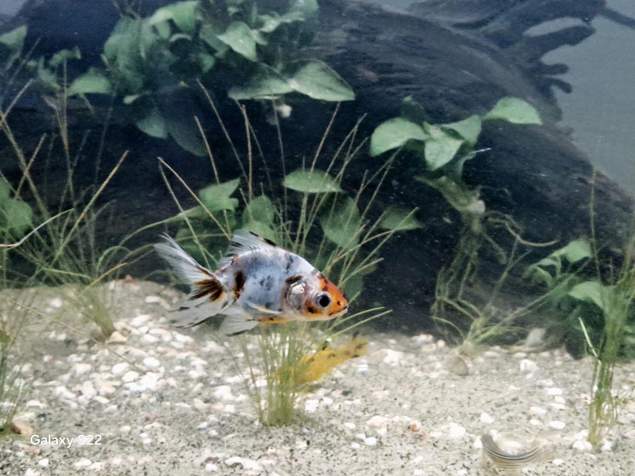 Compleet aquarium 70 liter 56 cm br 33 diep x 40 hoog