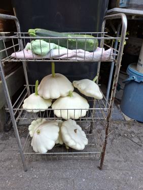Courgette