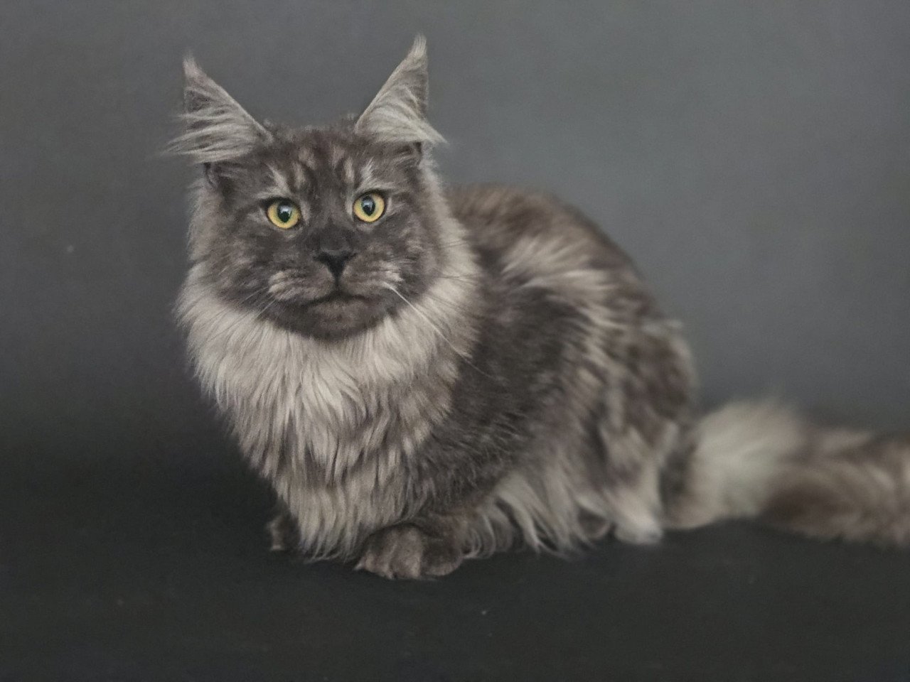 Maine coon black smoke dekkater (niet te koop)