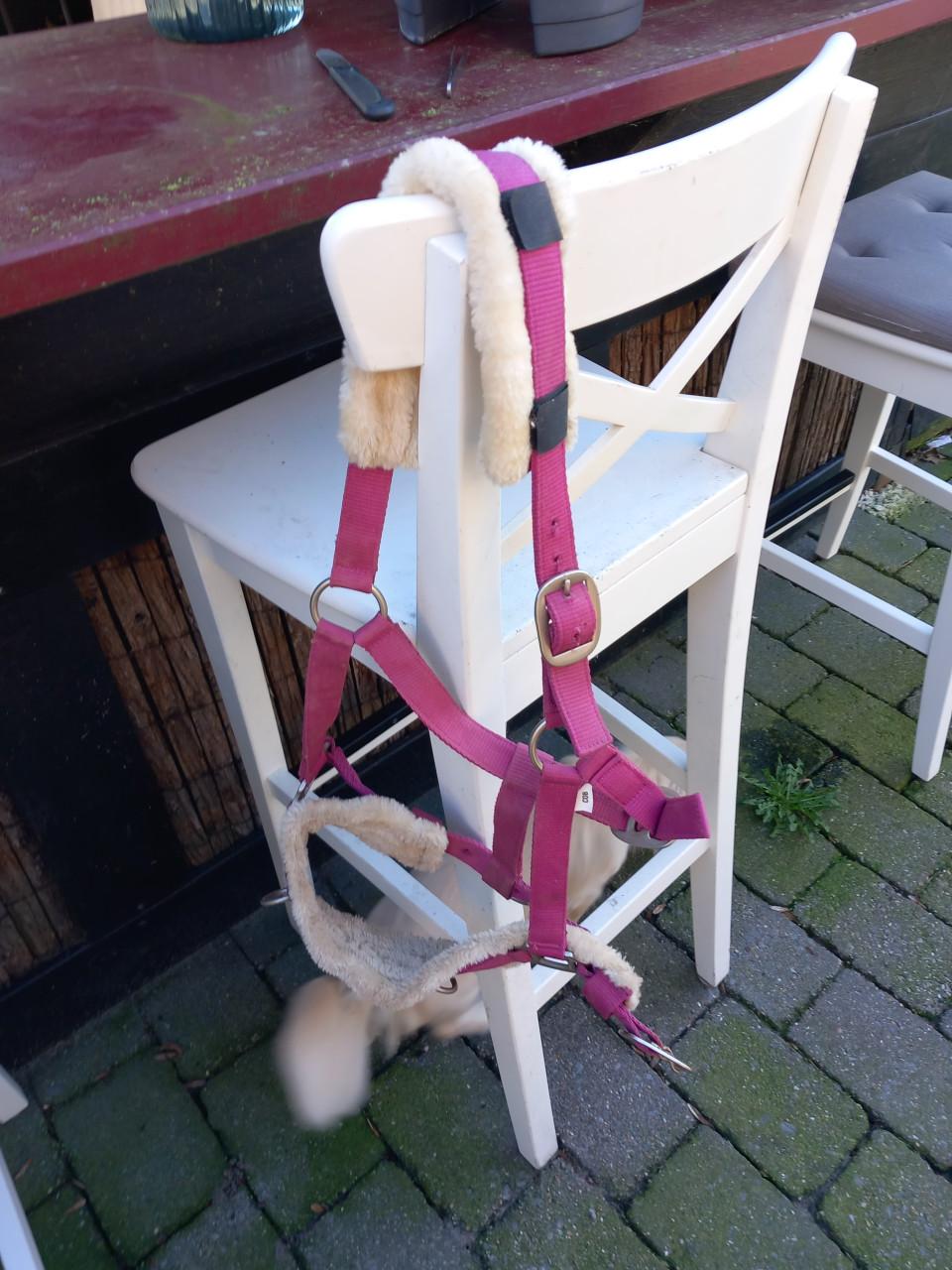 Longeerlijn, zweep en kaptoom