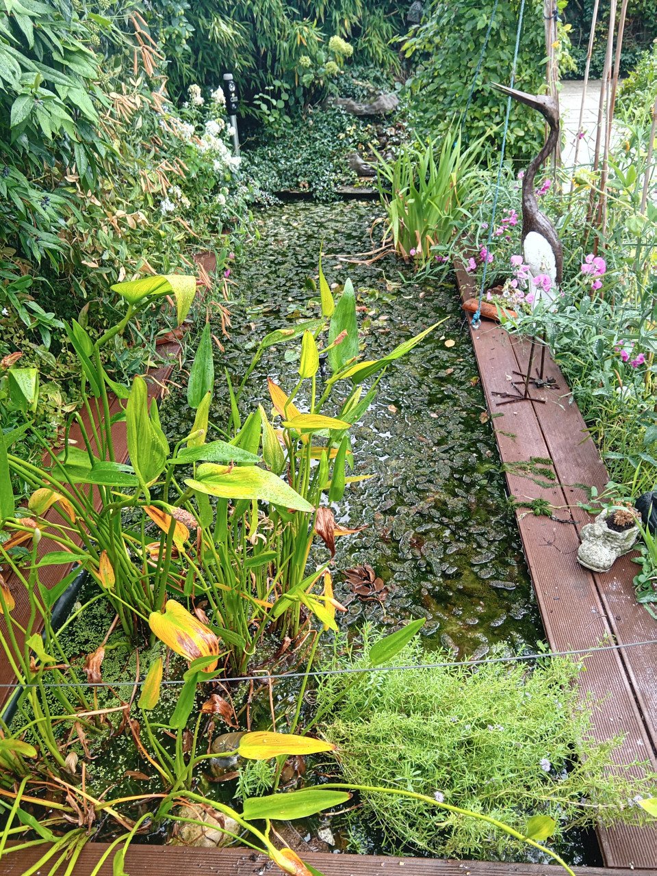 Vijver/zuurstofplanten