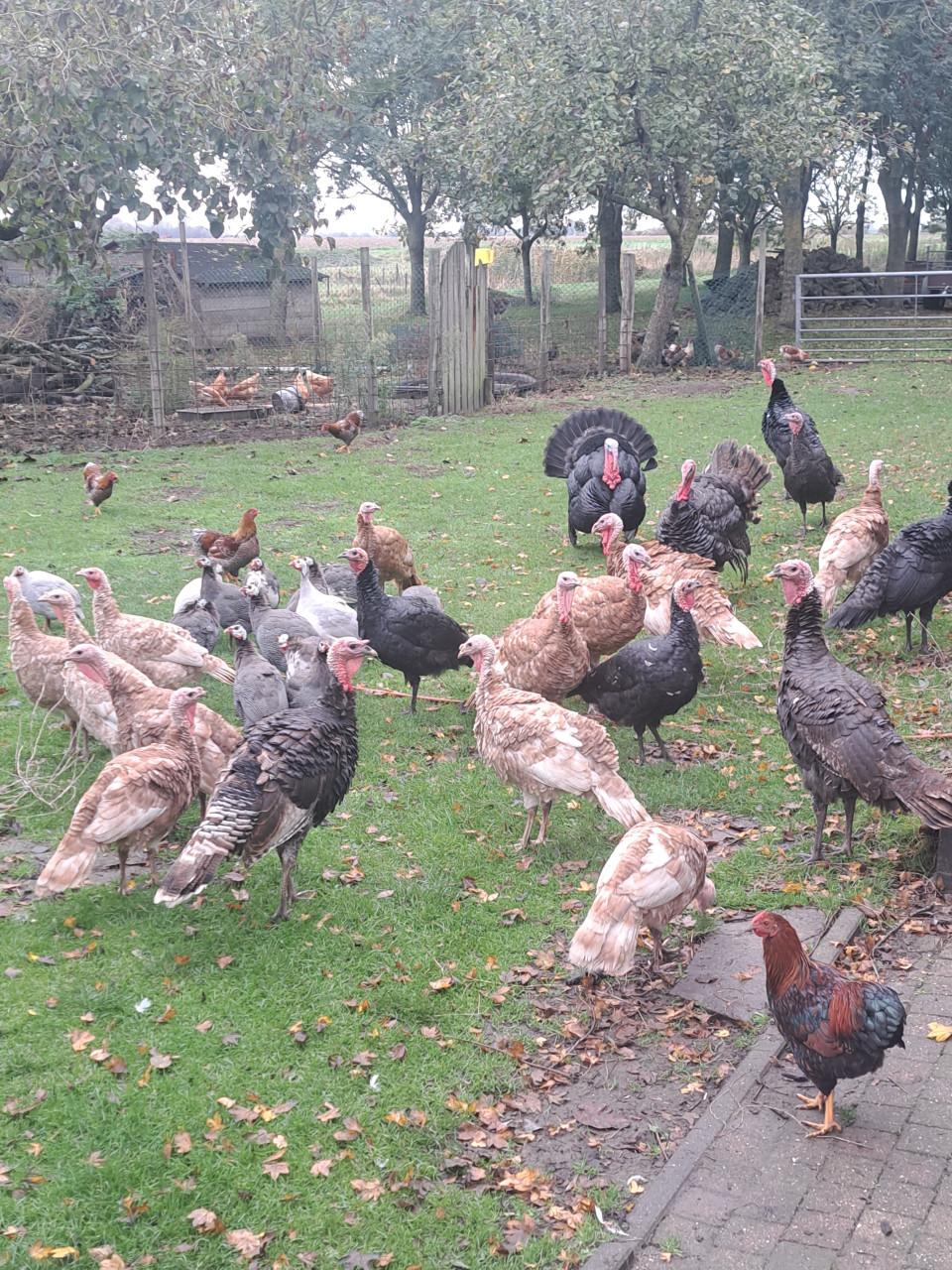 Rode Ardenner Kalkoenen