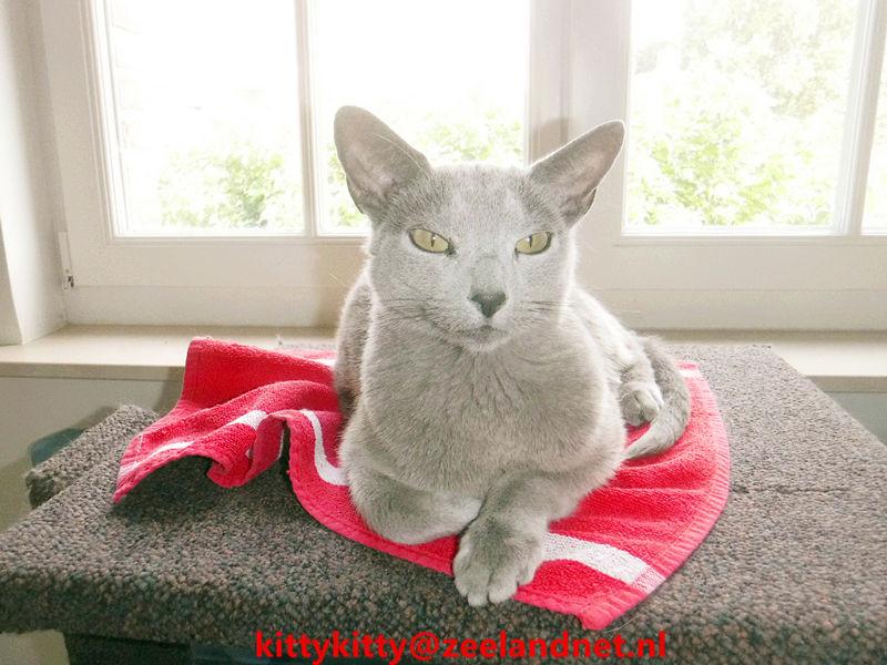 Kattenhotel Kitty Kitty, in Axel