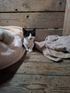 Kittens