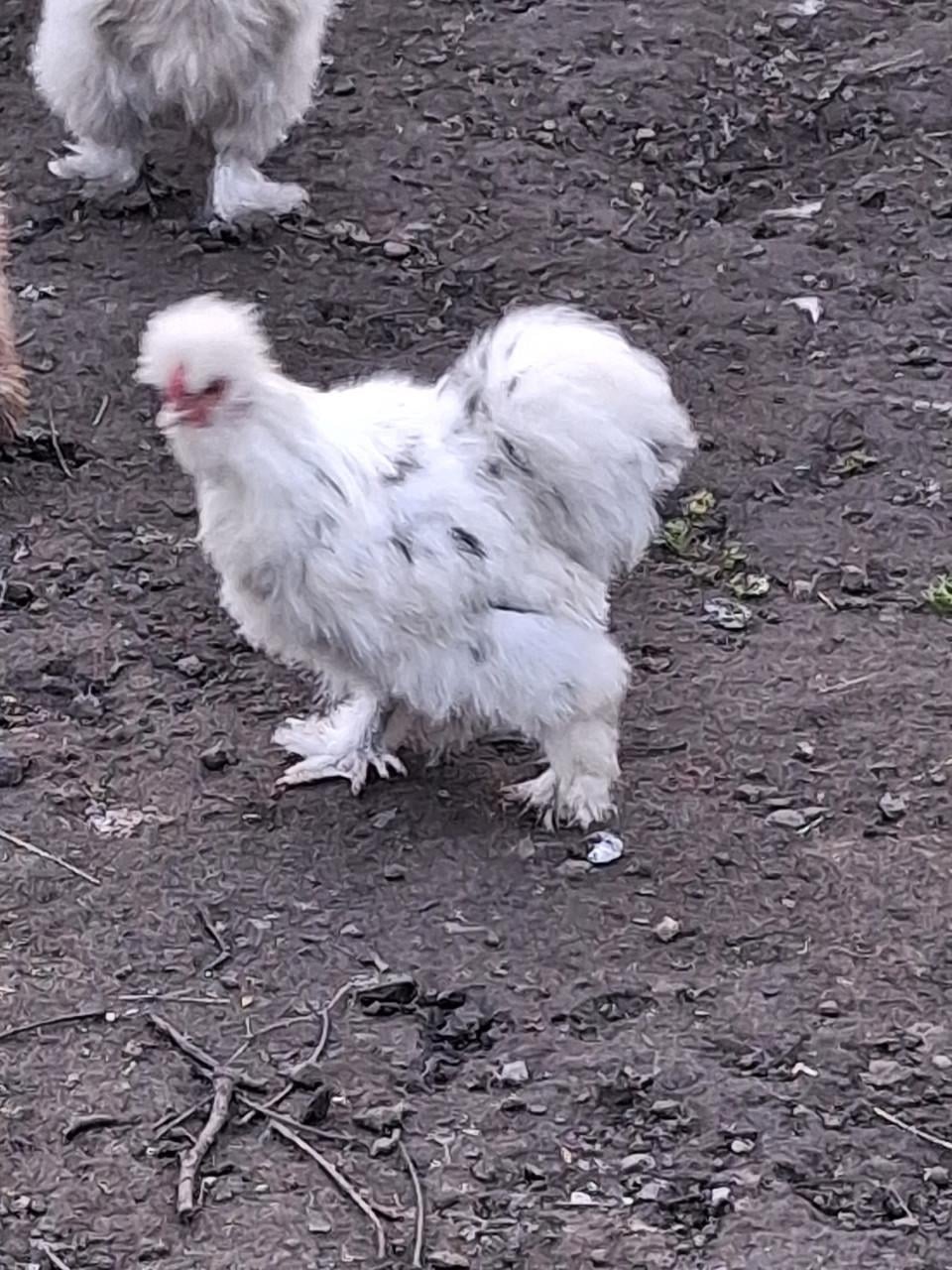 Jonge zijdehoen haantjes op zoek naar eigen toom