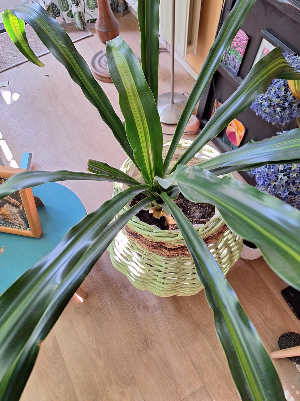 Gratis makkelijke plant