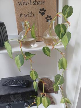 SUPERmooie stekjes 2-kleurige drakenklimop (philodendron)!
