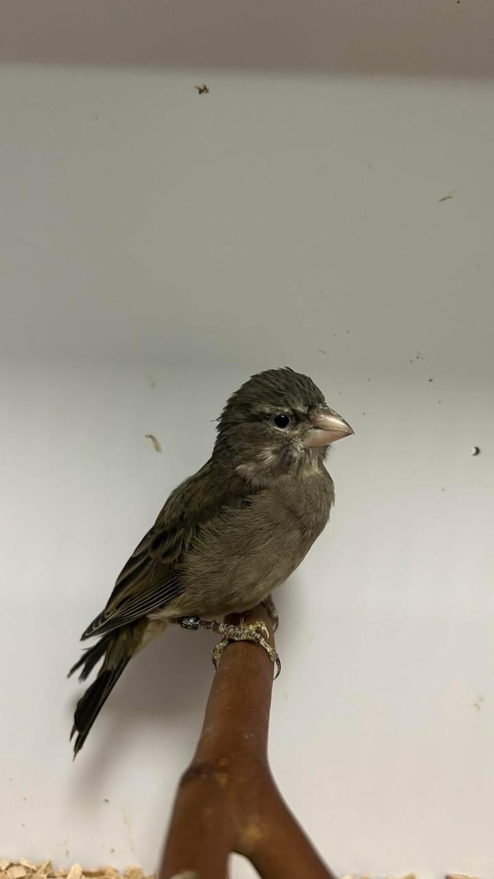 1-1 witkeel edelzanger