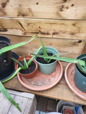 Griekse aloevera
