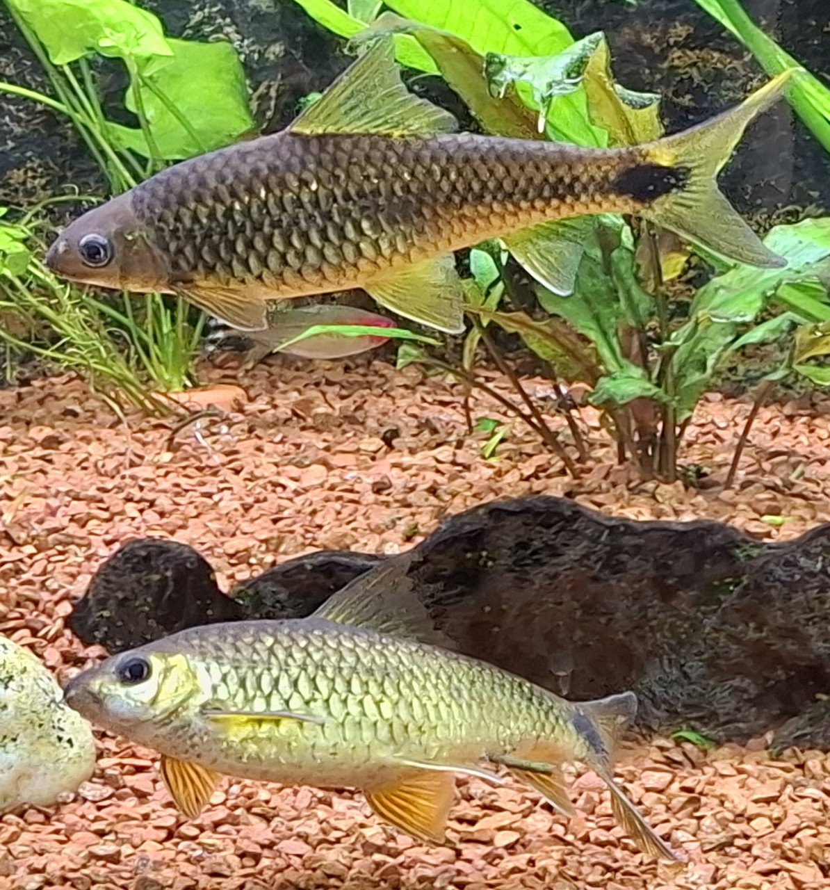 Aquariumvissen