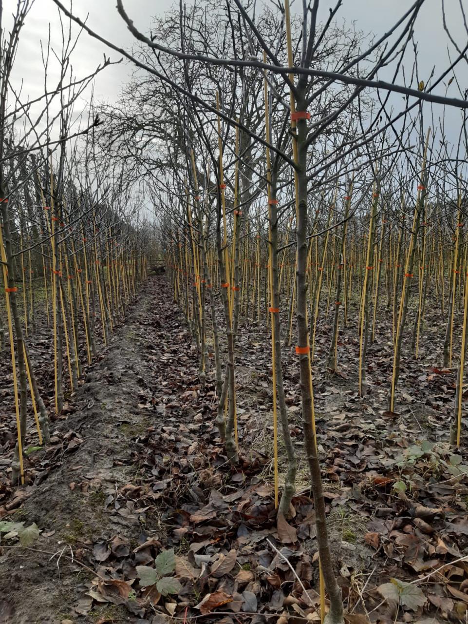 Fruitbomen - fruitstruiken te koop
