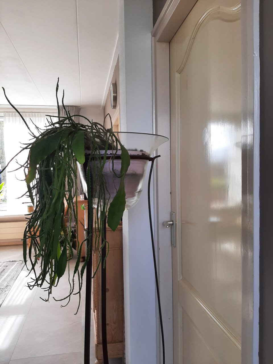 CACTUS OP STANDAARD