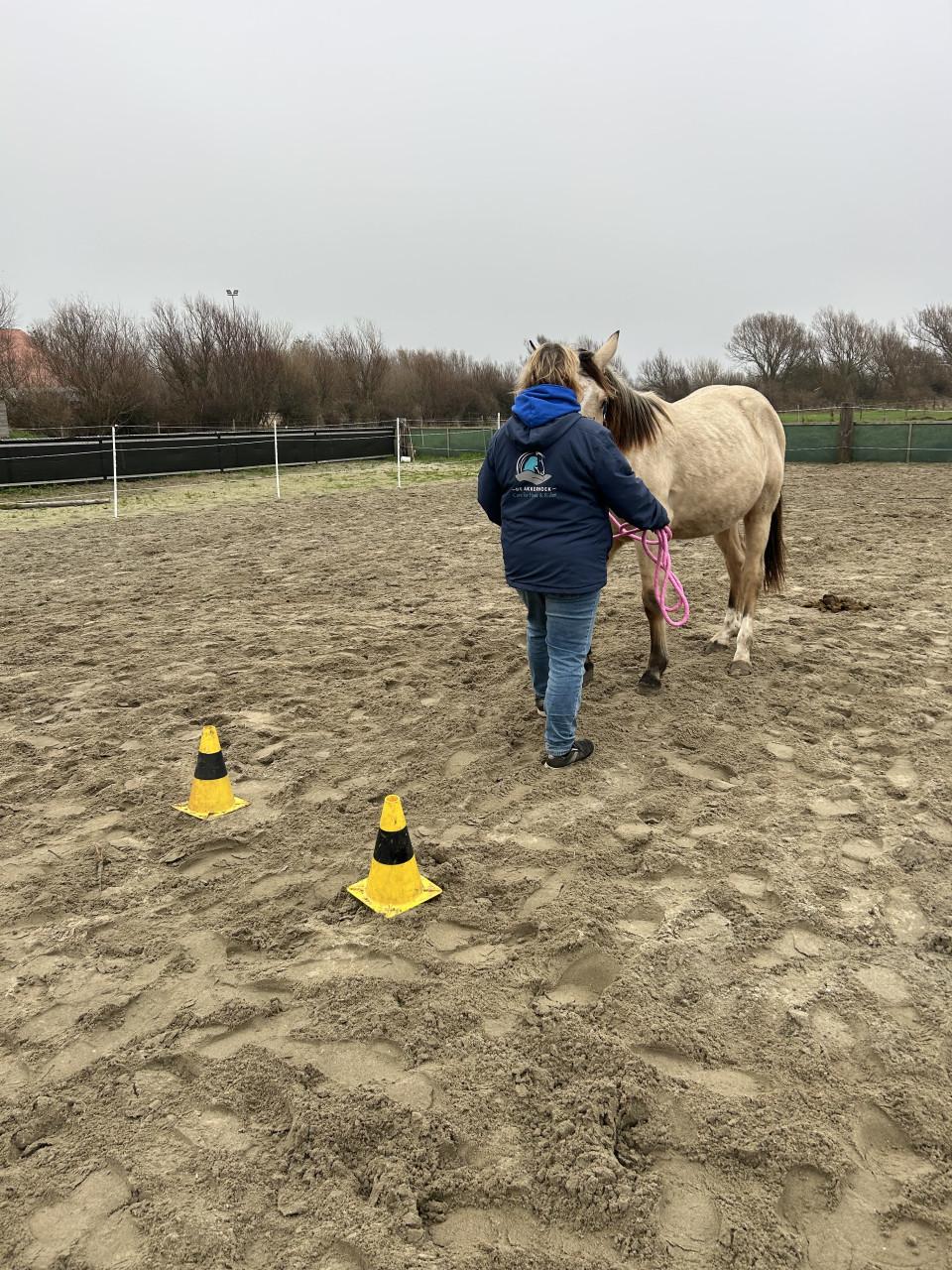 #Equi Pride# gedrag, grondwerk, rijden, Naturel Horsemanship, etc.