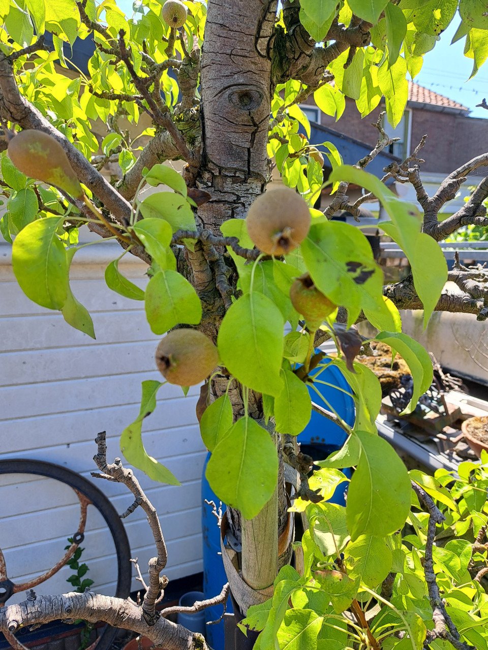 Twee mooie oude peren bomen