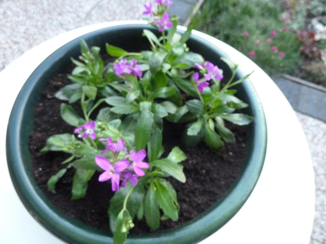 TE KOOP BAK MET VASTE PLANTJES