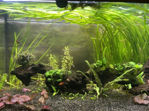 Stuk aquariumhout