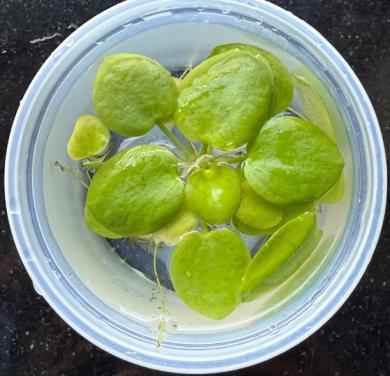 Amazone kikkerbeet (Limnobium laevigatum)