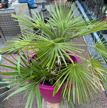 Europese dwergpalm met pot!!!