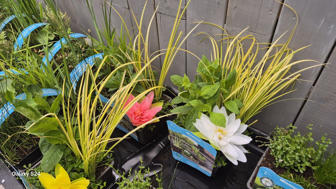 Vijverplanten