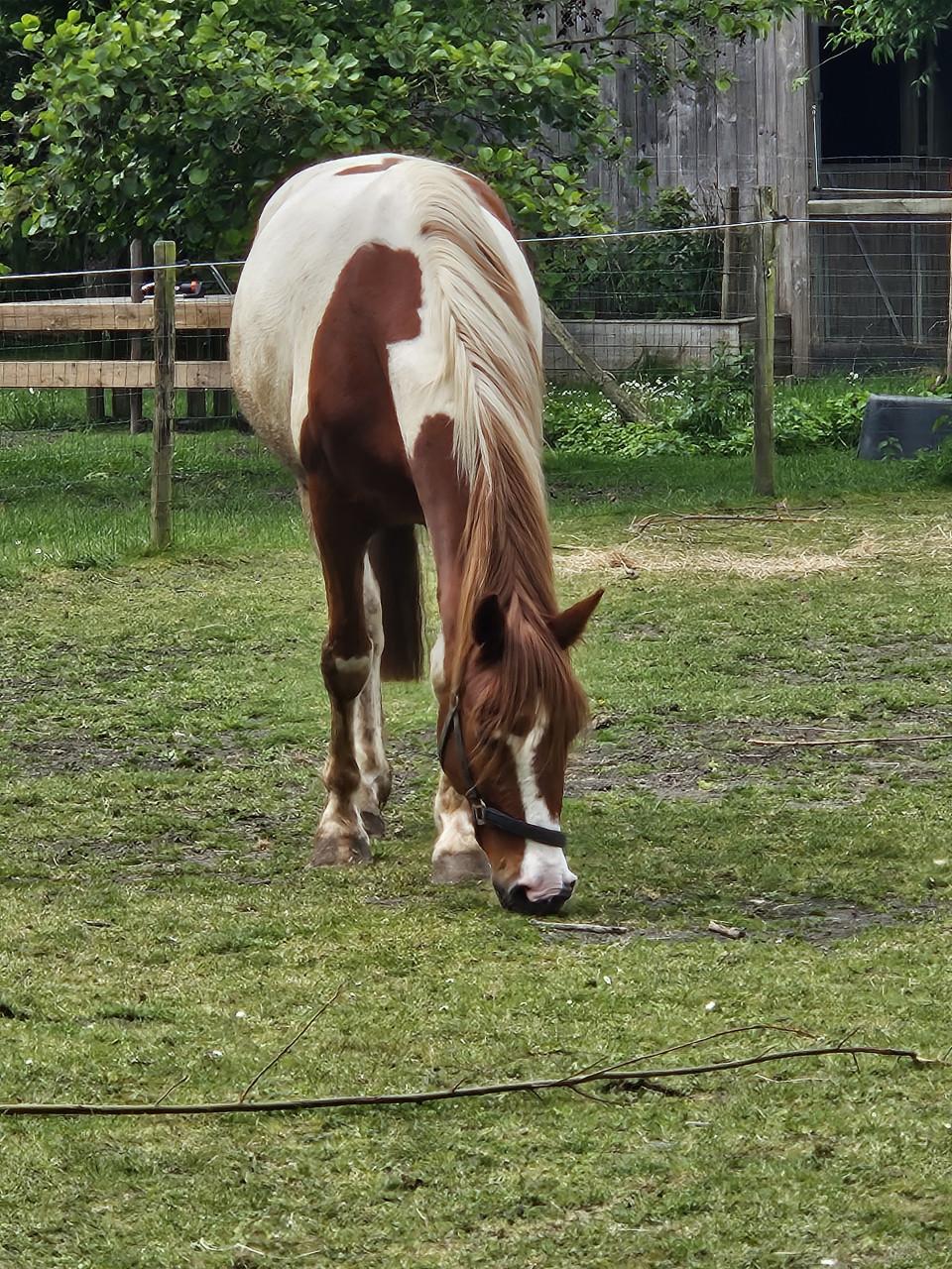 Mooie bonte paard
