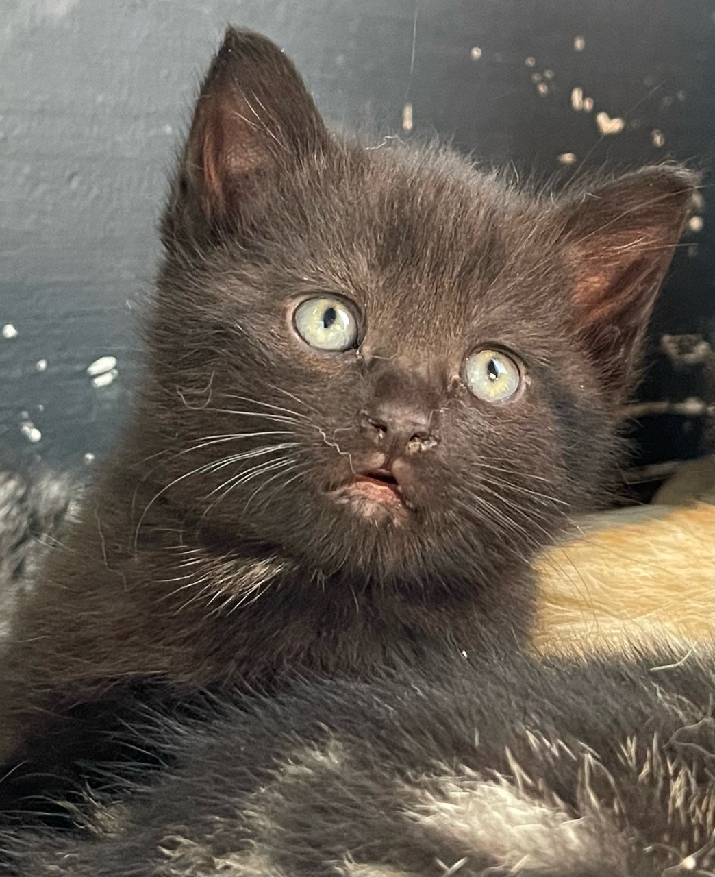 Aanhankelijke kittens