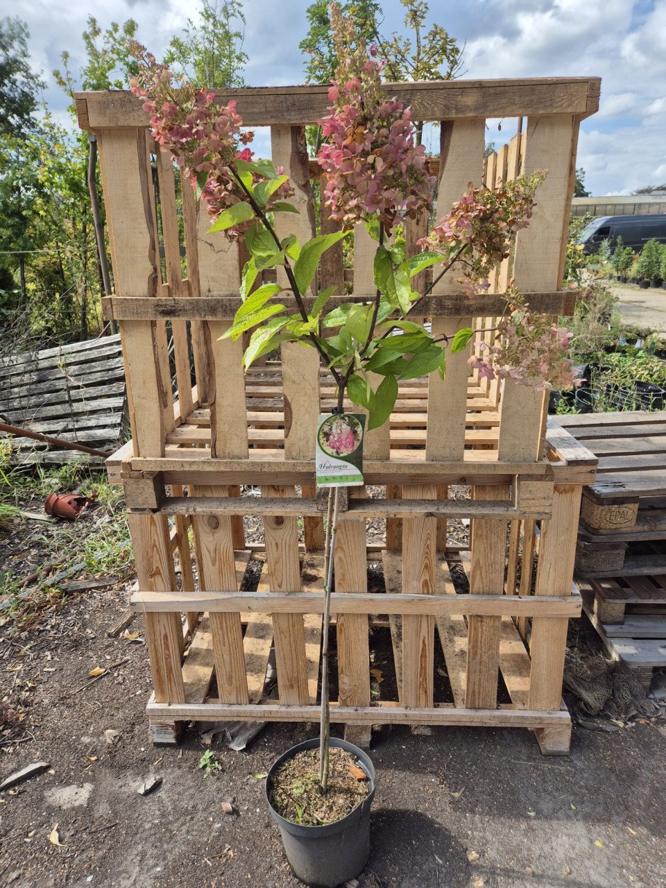 Pinky Winky hortensia - op stam