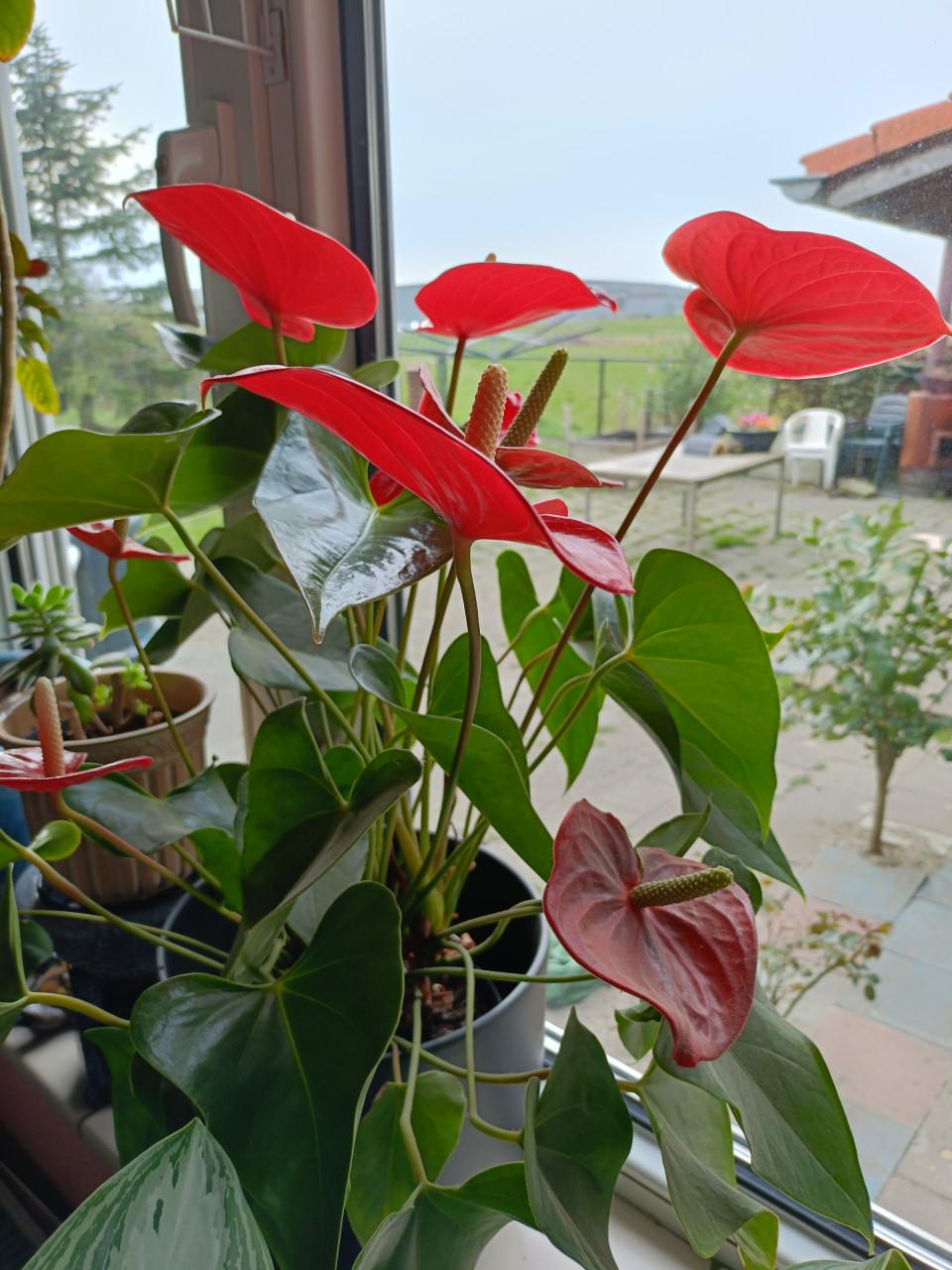Rode Anthurium