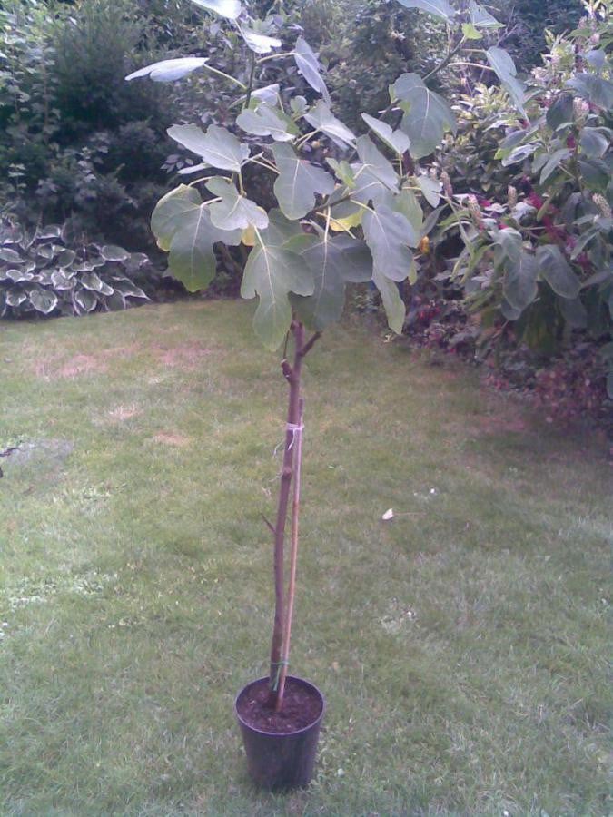 Vijg  vijgenplanten in pot kunnen zo de volle grond in
