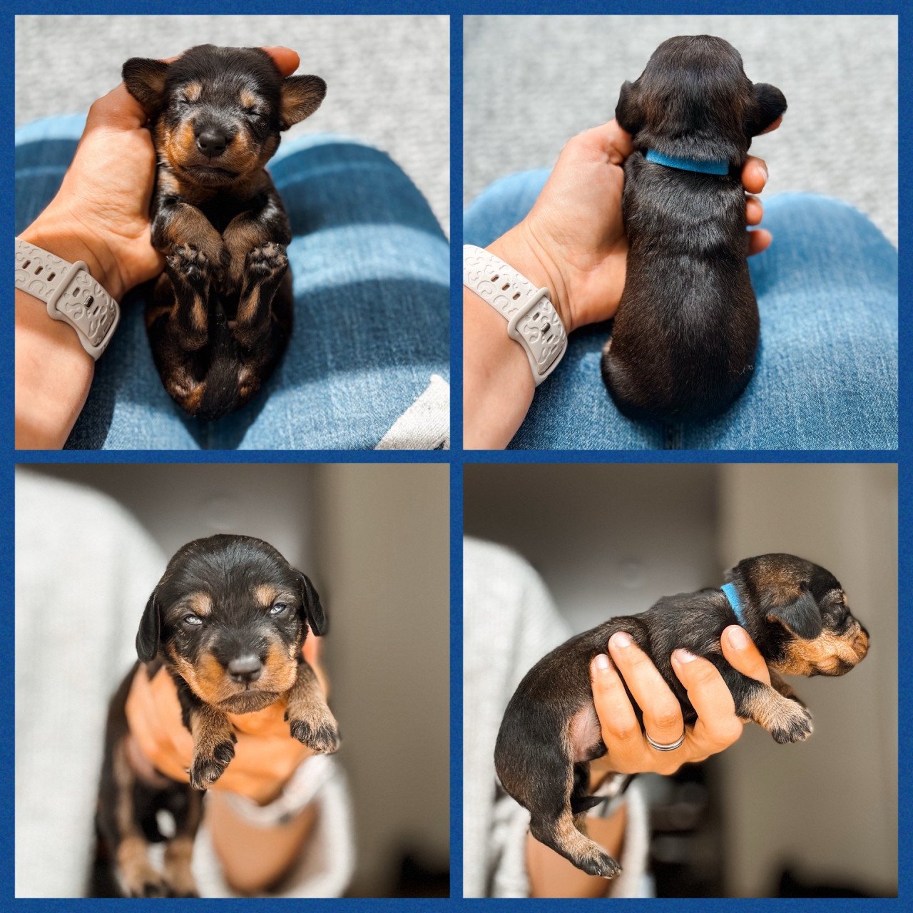 De liefste ruwharige teckel pups❤️