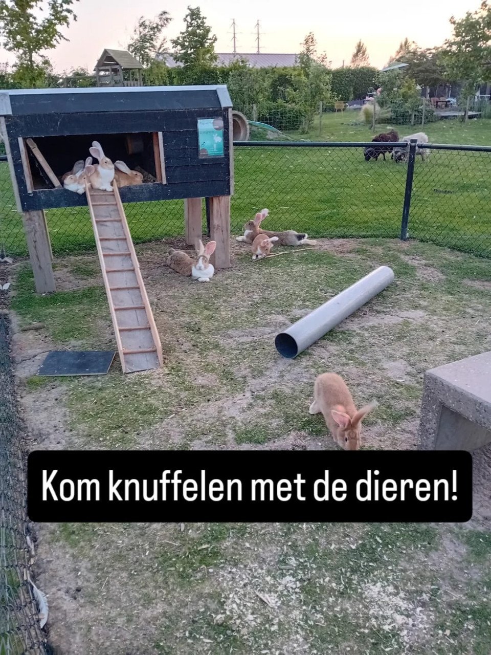 Bloemen