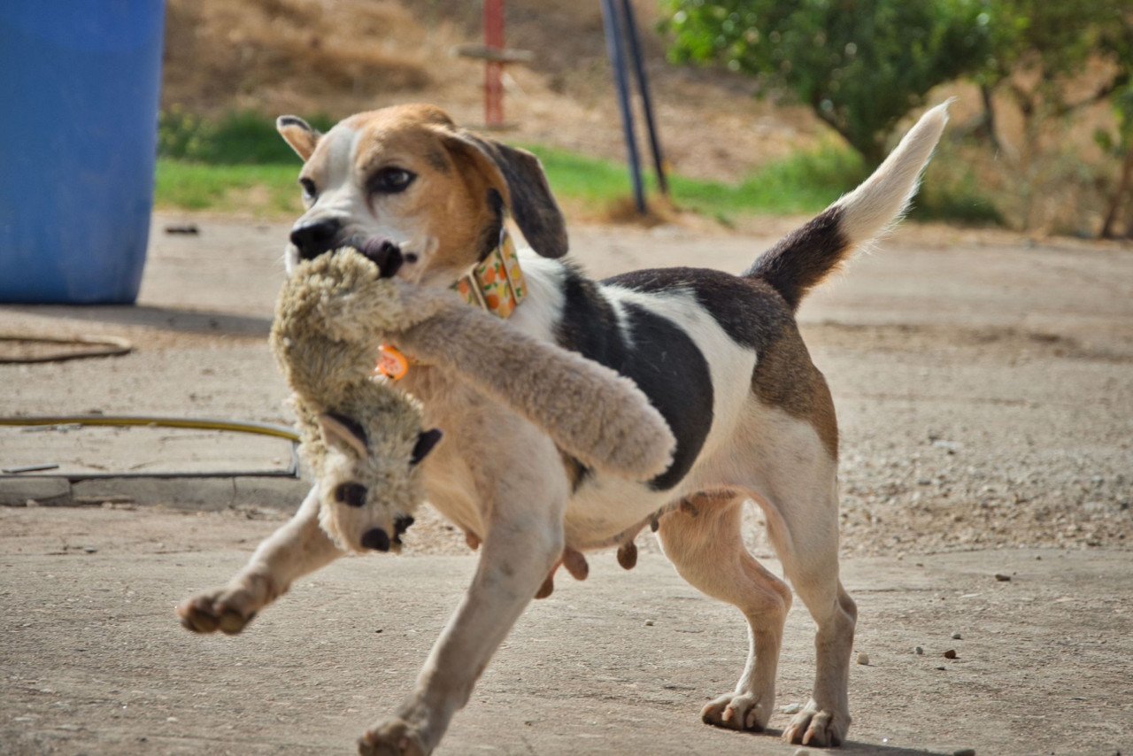 Superlieve Beagle Betsy zoekt een heel lief baasje!