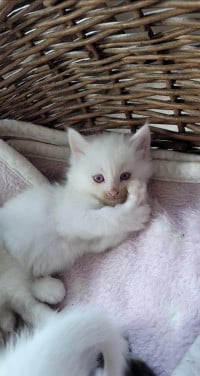 Prachtige kittens