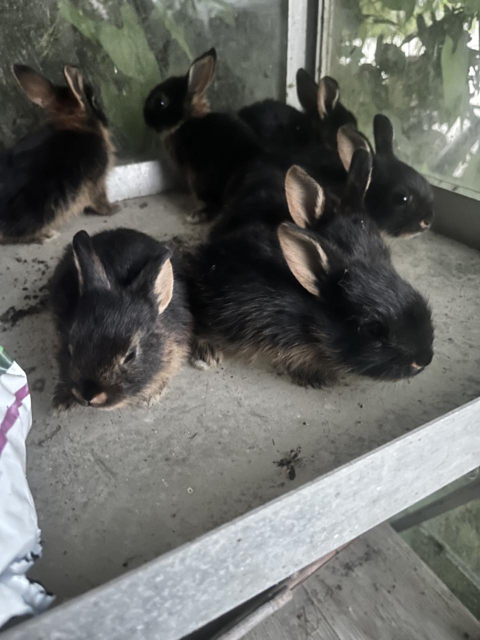 Baby konijnen te koop