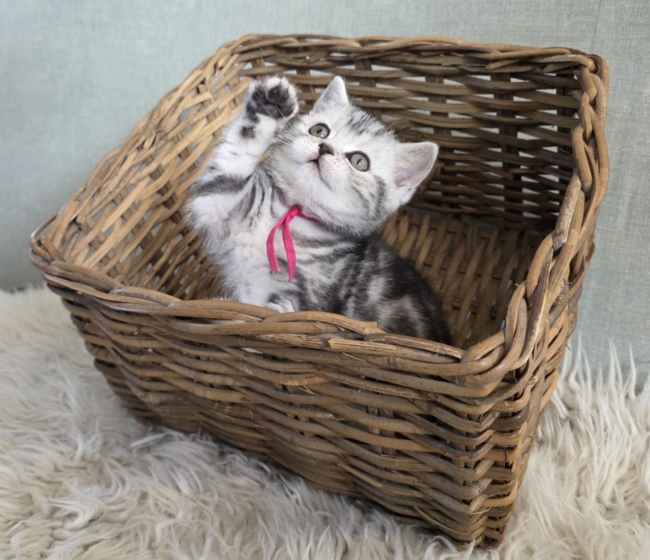 Brits korthaar kittens  (Whiskas)