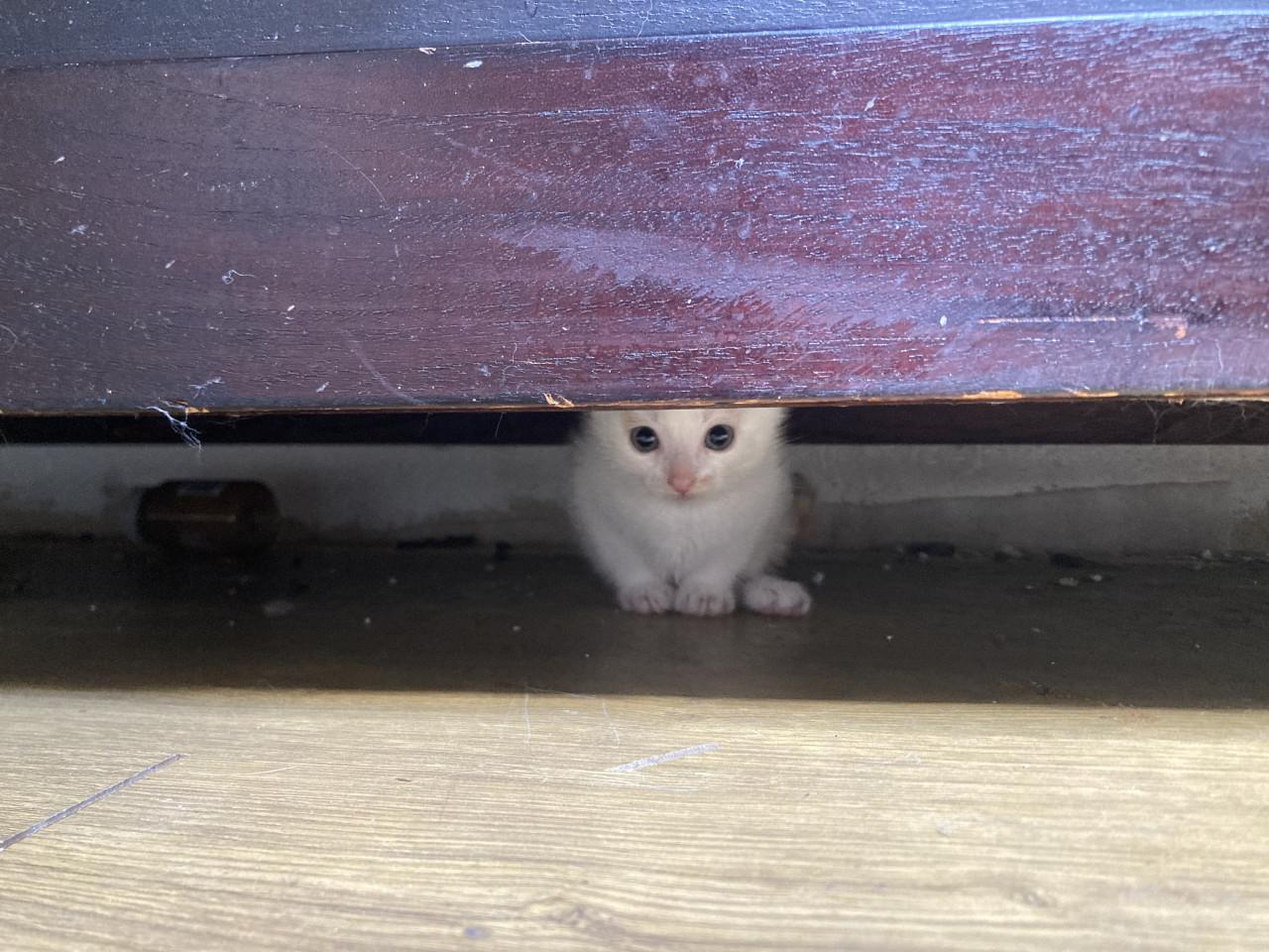 Kittens