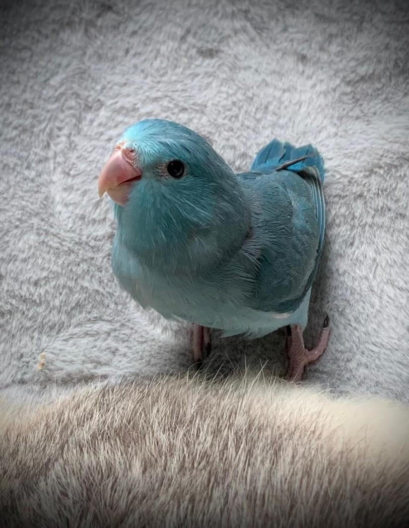 Handtam jong Forpusje