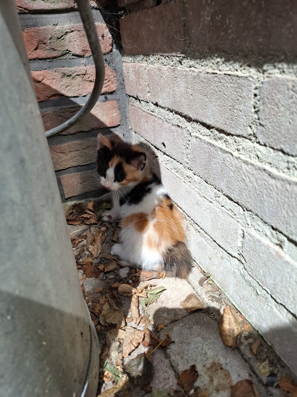 4 kittens